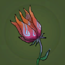 Wispfey Flower